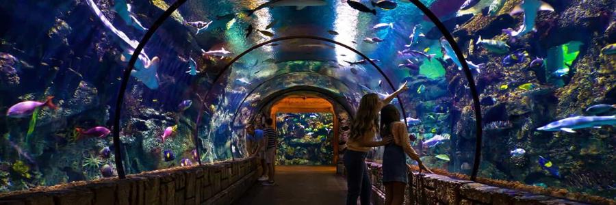 Las Vegas: The Shark Reef Aquarium - Credit: mandalaybay.mgmresorts.com