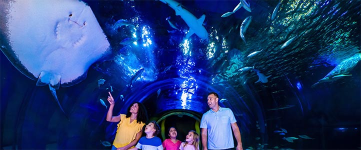 Orlando: Sea Life Orlando - Credit: visitsealife.com