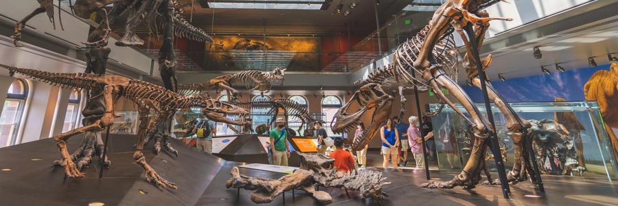 Los Angeles: The Natural History Museum of Los Angeles County - Credit: y-s-xDtUCe6nWOE-unsplash